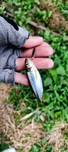 カワムツの釣果