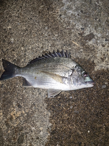 チヌの釣果