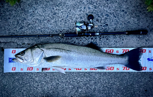 スズキの釣果