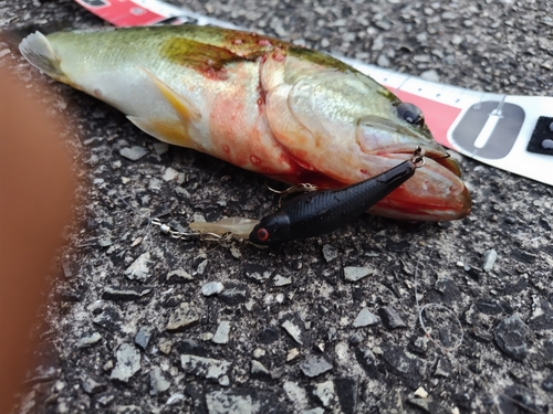 ブラックバスの釣果