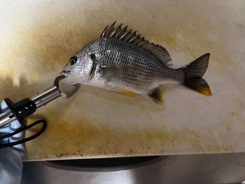 キビレの釣果