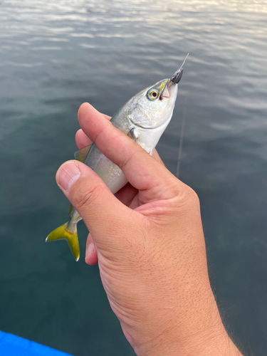 ワカシの釣果