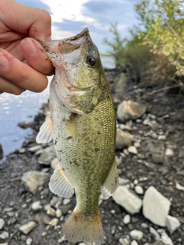 ラージマウスバスの釣果