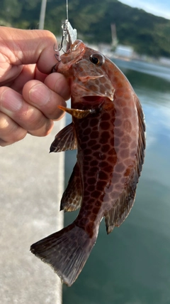 オオモンハタの釣果