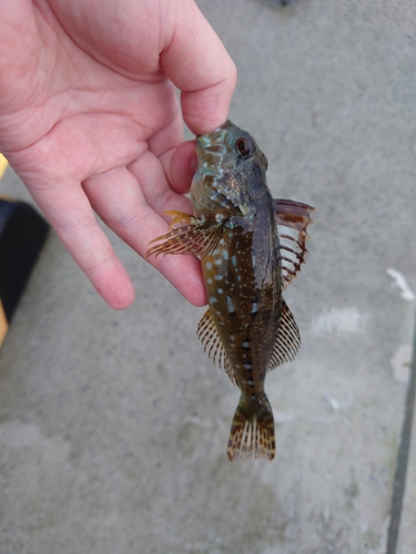 アナハゼの釣果