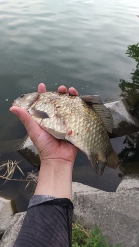 フナの釣果