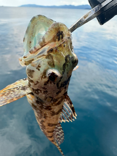 ハゼの釣果