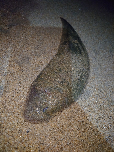 シタビラメの釣果