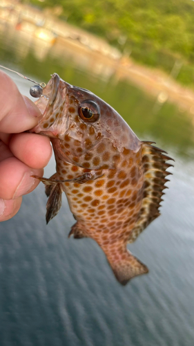 オオモンハタの釣果