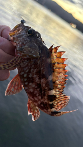 カサゴの釣果