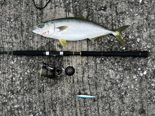 ブリの釣果