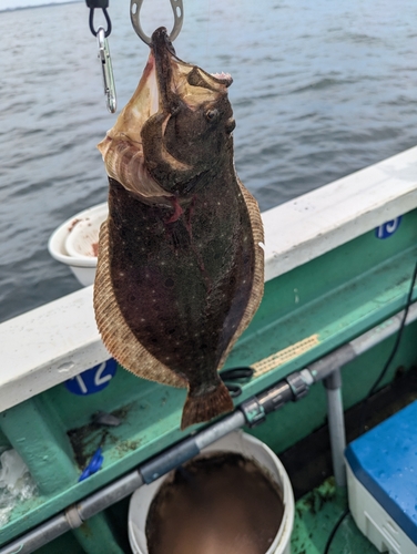 ヒラメの釣果