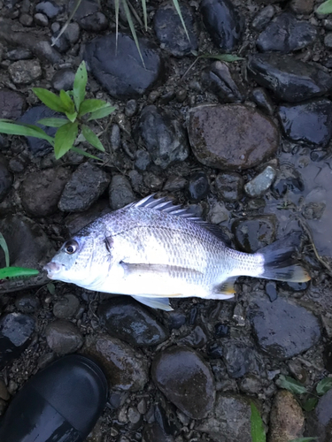 キビレの釣果