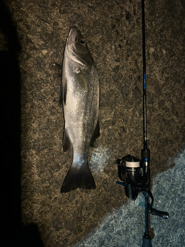 ヒラスズキの釣果