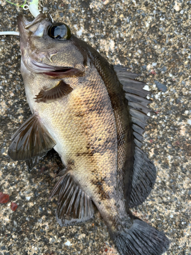 メバルの釣果