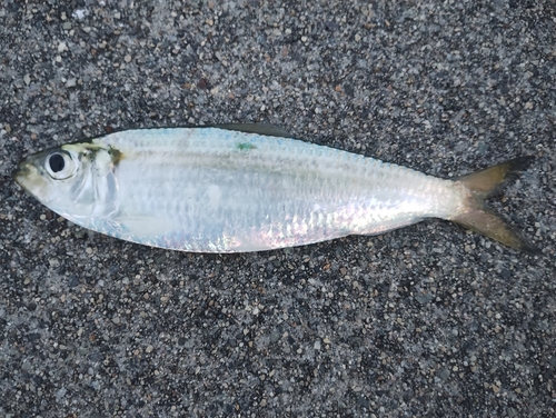 ママカリの釣果