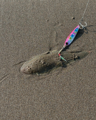 シタビラメの釣果