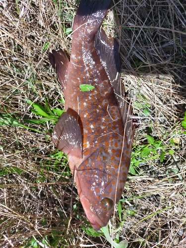 アコウの釣果