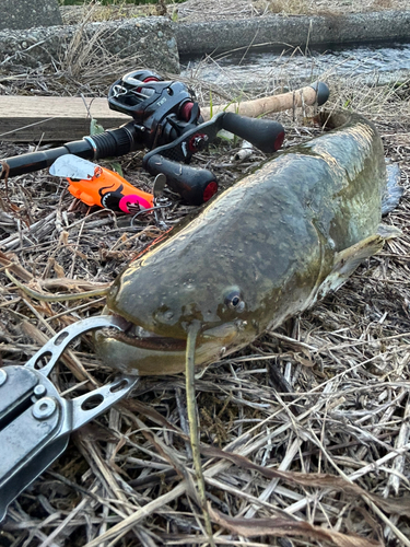 ナマズの釣果