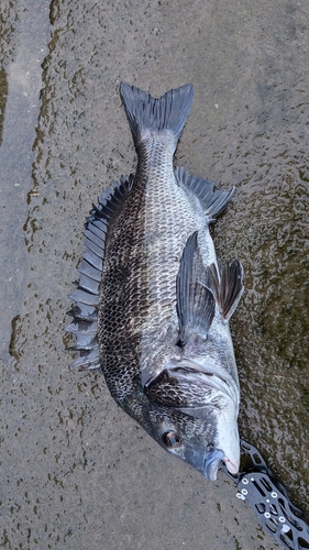 クロダイの釣果