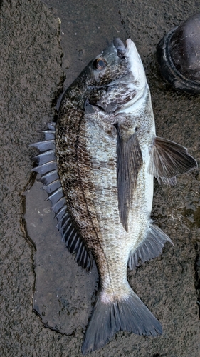 クロダイの釣果