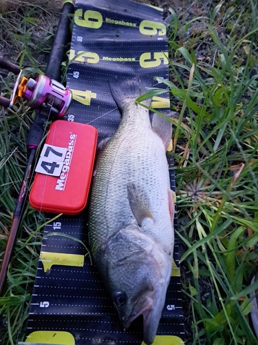 ブラックバスの釣果