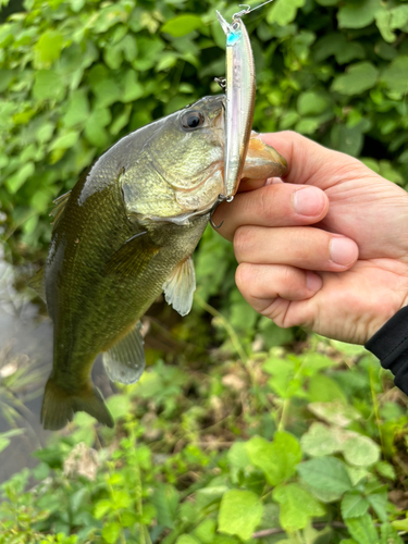 ブラックバスの釣果