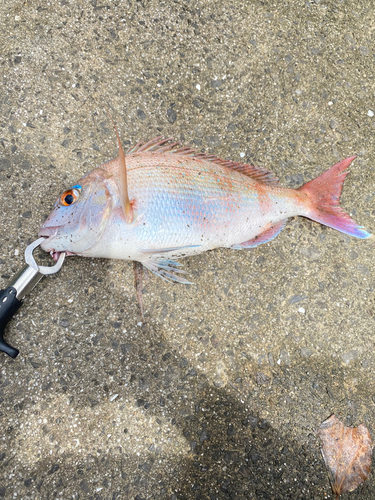 タイの釣果