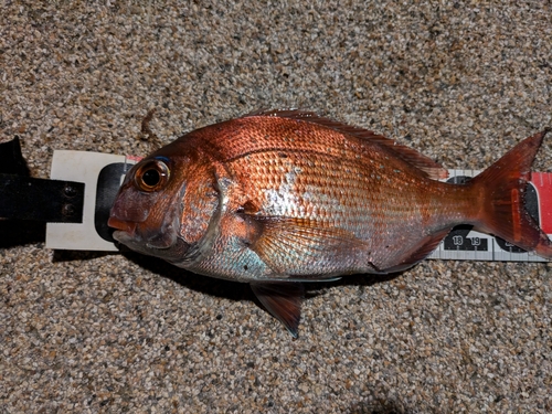 マダイの釣果