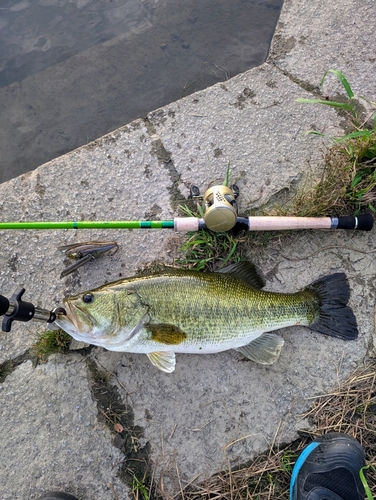 ブラックバスの釣果