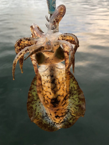 モンゴウイカの釣果