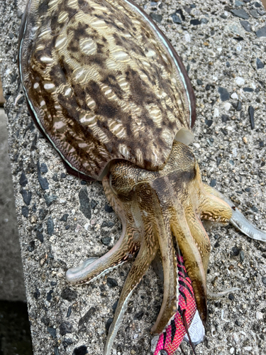 モンゴウイカの釣果