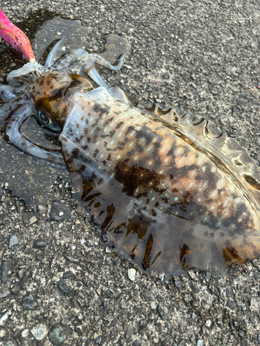 アオリイカの釣果