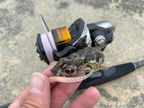 アナハゼの釣果