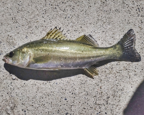 スズキの釣果