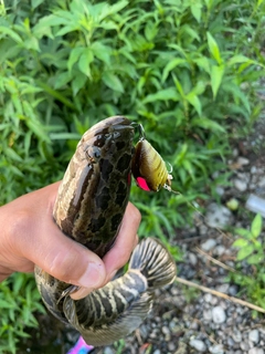 ライギョの釣果