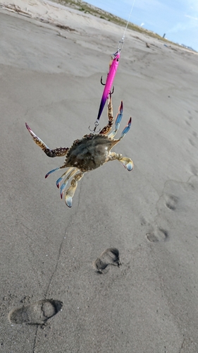 カニの釣果