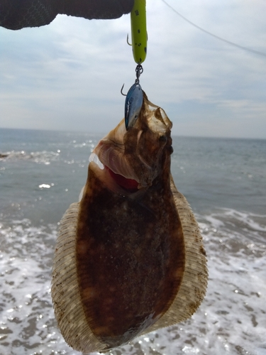 ソゲの釣果