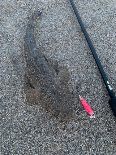 マゴチの釣果