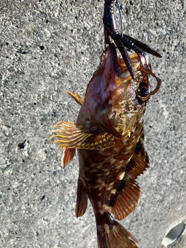 カサゴの釣果