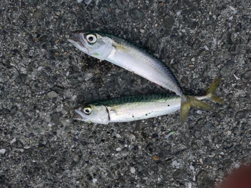 サバの釣果