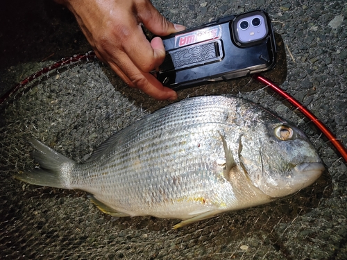 ヘダイの釣果