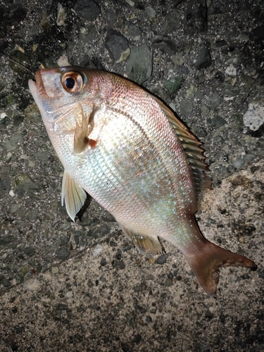 チャリコの釣果