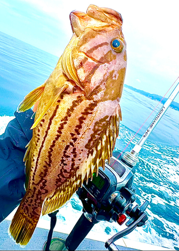 イヤゴハタの釣果