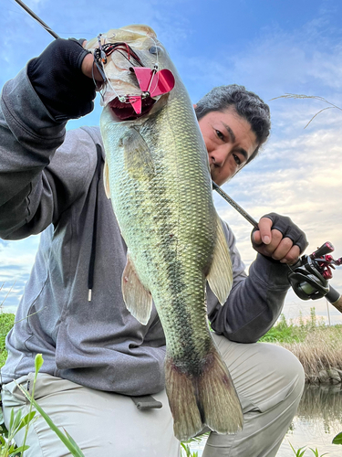 ブラックバスの釣果