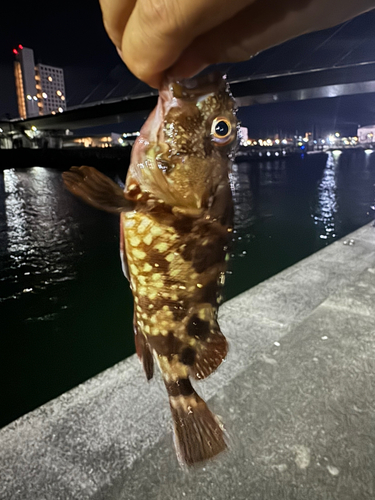 ガシラの釣果