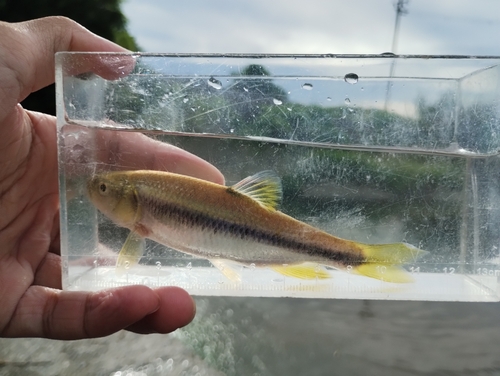 カワムツの釣果