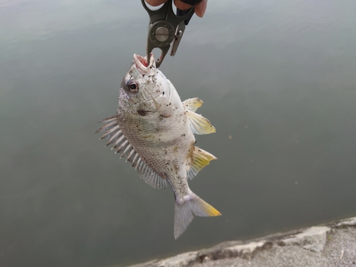 キビレの釣果