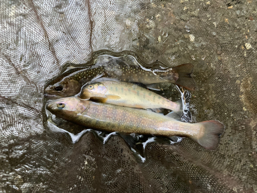 ニジマスの釣果