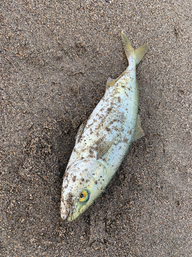 ワカシの釣果